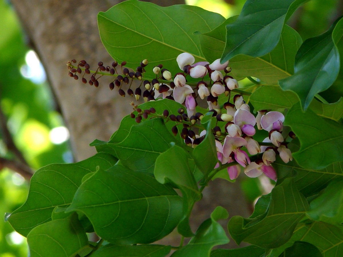 Millettia Pinnata (Hongé tree)