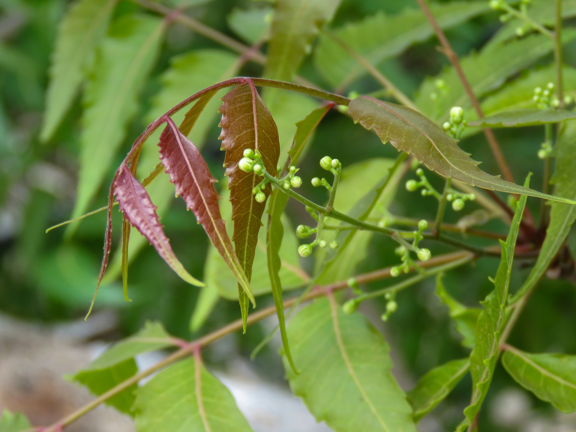 Azadirachta indica or Margosa (Neem tree)