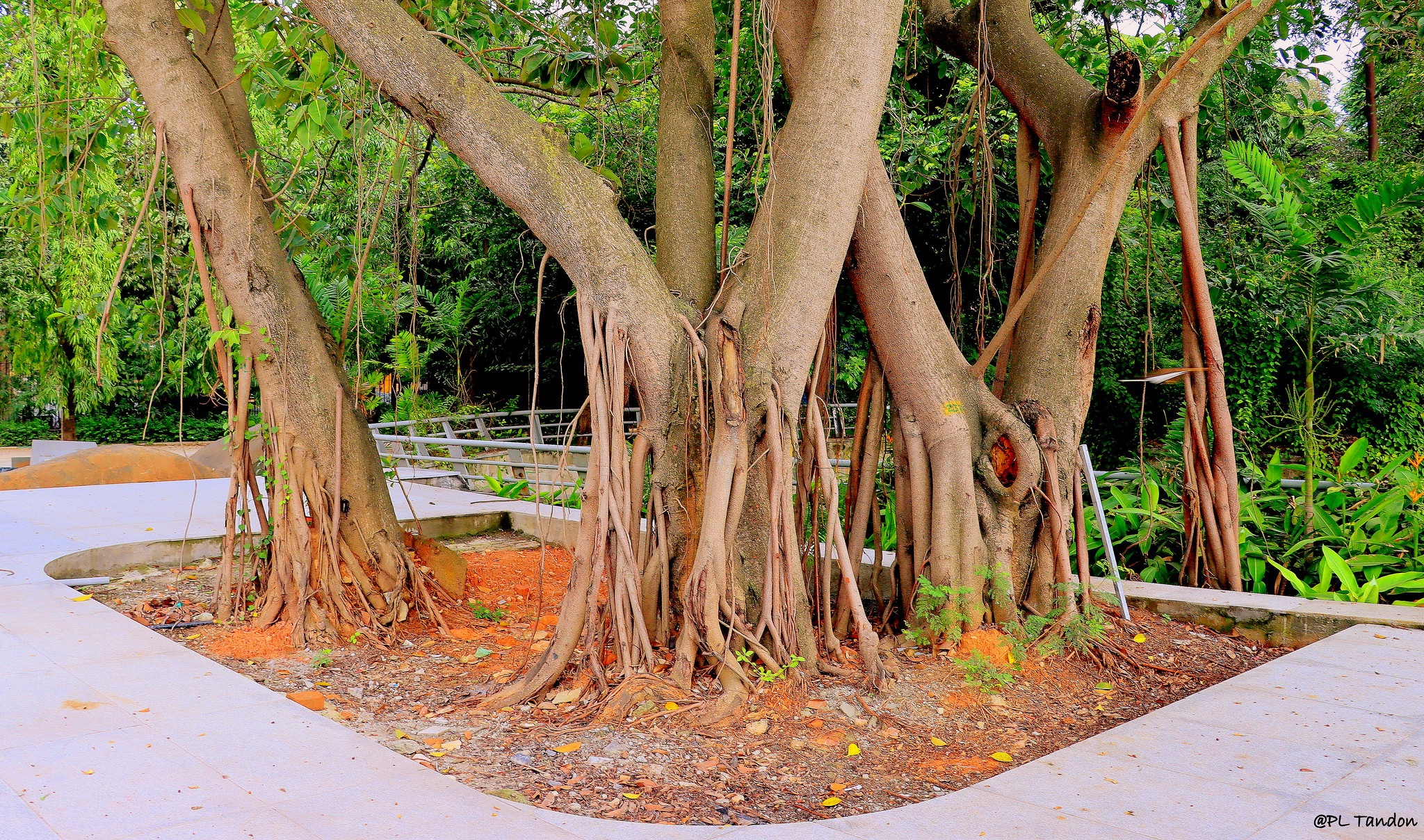 Banyan Tree at National Military Memorial