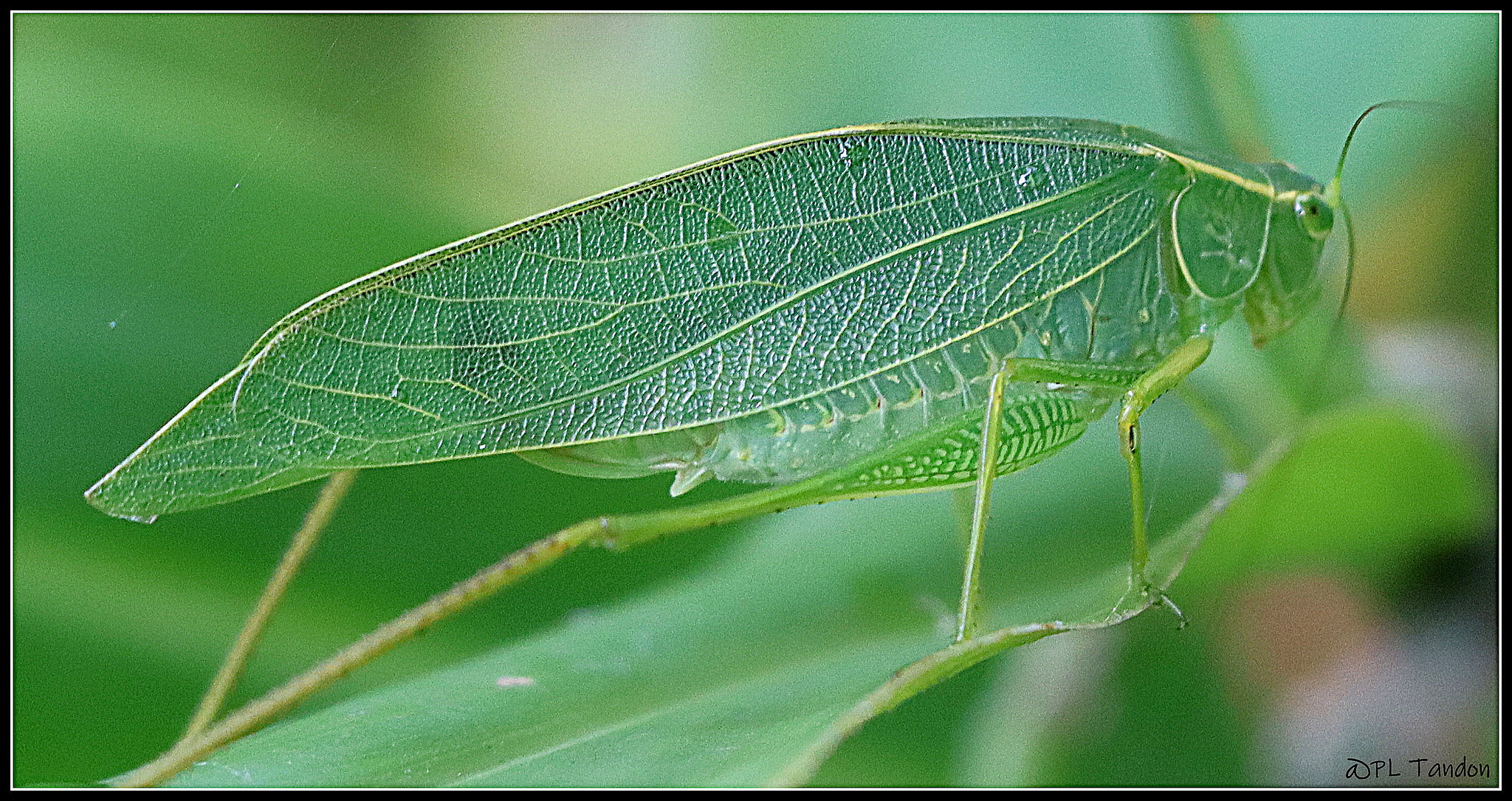 Leaf Katydid