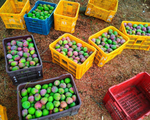 First Harvest